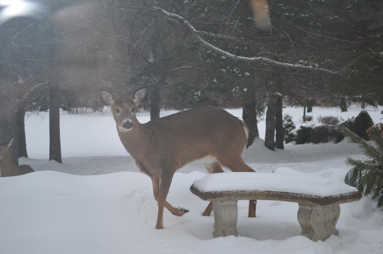 Briarwood Bed & Breakfast Elmsdale Quarto foto