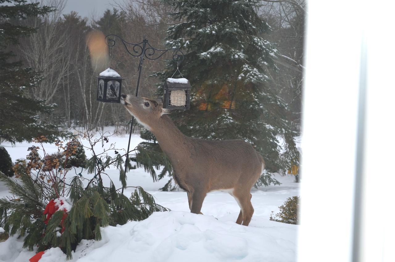 Briarwood Bed & Breakfast Elmsdale Quarto foto