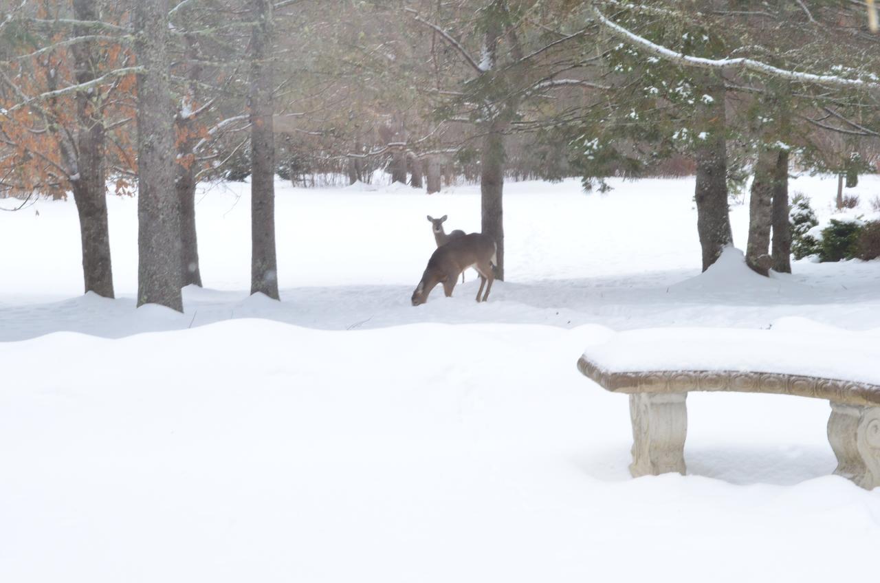Briarwood Bed & Breakfast Elmsdale Quarto foto